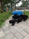 German Shepherd Puppies for sale in 110 N Kenneth St, Walhalla, SC 29691, USA. price: $280