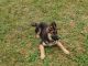 German Shepherd Puppies for sale in Rochester, NY, USA. price: $500