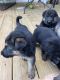 German Shepherd Puppies for sale in Covington, GA, USA. price: NA