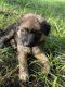 German Shepherd Puppies for sale in Claremore, OK, USA. price: $100