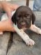 German Shorthaired Pointer Puppies for sale in Boston, NY 14025, USA. price: $1,200
