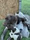 German Shorthaired Pointer Puppies for sale in Dallas, OR 97338, USA. price: $1,000