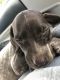 German Shorthaired Pointer Puppies for sale in 4189 Miles Johnson Pkwy, Spring Hill, TN 37174, USA. price: $800