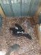 German Shorthaired Pointer Puppies for sale in Ellaville, GA 31806, USA. price: $700