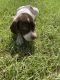 German Shorthaired Pointer Puppies for sale in Andalusia, AL, USA. price: $2,100