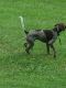 German Shorthaired Pointer Puppies for sale in Linden, VA 22642, USA. price: $900