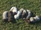 German Shorthaired Pointer Puppies for sale in Hallettsville, TX 77964, USA. price: $1,000