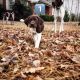 German Shorthaired Pointer Puppies for sale in Prattville, AL, USA. price: $1,300