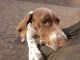 German Shorthaired Pointer Puppies for sale in Paramus, NJ 07652, USA. price: NA