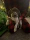 German Shorthaired Pointer Puppies for sale in Torrance, CA, USA. price: NA