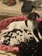 German Shorthaired Pointer Puppies for sale in Knoxville, TN, USA. price: $900