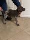 German Shorthaired Pointer Puppies for sale in San Antonio, TX, USA. price: $1,000