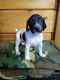 German Shorthaired Pointer Puppies for sale in Lucasville, OH 45648, USA. price: $600