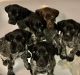 German Shorthaired Pointer Puppies for sale in Greenbrier, TN 37073, USA. price: $1,000