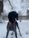 German Shorthaired Pointer Puppies for sale in Lenexa, KS 66210, USA. price: NA