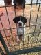 German Shorthaired Pointer Puppies for sale in Star, ID 83669, USA. price: $800