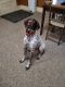 German Shorthaired Pointer Puppies for sale in Wooster, OH 44691, USA. price: $100
