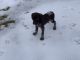 German Shorthaired Pointer Puppies for sale in Brandon, VT 05733, USA. price: $300