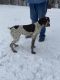 German Shorthaired Pointer Puppies for sale in Reedsville, OH 45772, USA. price: $250