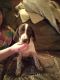 German Shorthaired Pointer Puppies for sale in Hope, NY 12134, USA. price: $400