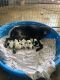 German Shorthaired Pointer Puppies for sale in Cynthiana, KY 41031, USA. price: $500