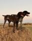 German Shorthaired Pointer Puppies for sale in Clarinda, IA 51632, USA. price: $700