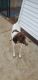 German Shorthaired Pointer Puppies for sale in Pontiac, IL 61764, USA. price: $250