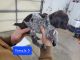 German Shorthaired Pointer Puppies for sale in Anderson, SC, USA. price: $1,200
