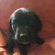 German Shorthaired Pointer Puppies for sale in Ashland, OH 44805, USA. price: $300