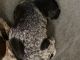 German Shorthaired Pointer Puppies for sale in Clarinda, IA 51632, USA. price: $600