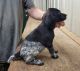 German Shorthaired Pointer Puppies for sale in Shaftsburg Rd, Michigan, USA. price: NA