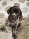German Shorthaired Pointer Puppies for sale in Upton, KY 42784, USA. price: $1,200