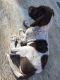 German Shorthaired Pointer Puppies for sale in Lafayette, CO, USA. price: $600