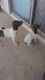 German Shorthaired Pointer Puppies for sale in Tubac, AZ, USA. price: $100