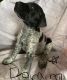 German Shorthaired Pointer Puppies for sale in Lockwood, MO 65682, USA. price: $800