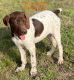 German Shorthaired Pointer Puppies for sale in Brandon, MS, USA. price: $600