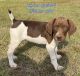 German Shorthaired Pointer Puppies for sale in Brandon, MS, USA. price: $700