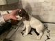 German Shorthaired Pointer Puppies for sale in Dorothy, Weymouth, NJ 08317, USA. price: $1,000