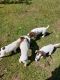 German Shorthaired Pointer Puppies for sale in Centreville, AL 35042, USA. price: $800