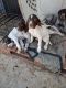 German Shorthaired Pointer Puppies for sale in Apple Valley, CA, USA. price: NA