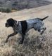 German Shorthaired Pointer Puppies for sale in Heppner, OR 97836, USA. price: $1,200