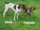 German Shorthaired Pointer Puppies for sale in Huntingdon, PA 16652, USA. price: NA