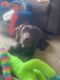 German Shorthaired Pointer Puppies for sale in Colorado Springs, CO, USA. price: $500
