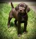 German Shorthaired Pointer Puppies for sale in Moreno Valley, CA, USA. price: $1,200