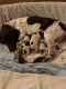 German Shorthaired Pointer Puppies for sale in Spencer, MA 01562, USA. price: $2,000