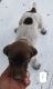 German Shorthaired Pointer Puppies for sale in Orland, CA 95963, USA. price: $800