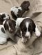 German Shorthaired Pointer Puppies for sale in Placerville, CA 95667, USA. price: $1,200