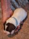 German Shorthaired Pointer Puppies for sale in Wolcott, NY 14590, USA. price: $1,200