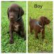 German Shorthaired Pointer Puppies for sale in Nashville, TN, USA. price: $800