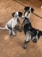 German Shorthaired Pointer Puppies for sale in McDonough, GA 30253, USA. price: $200